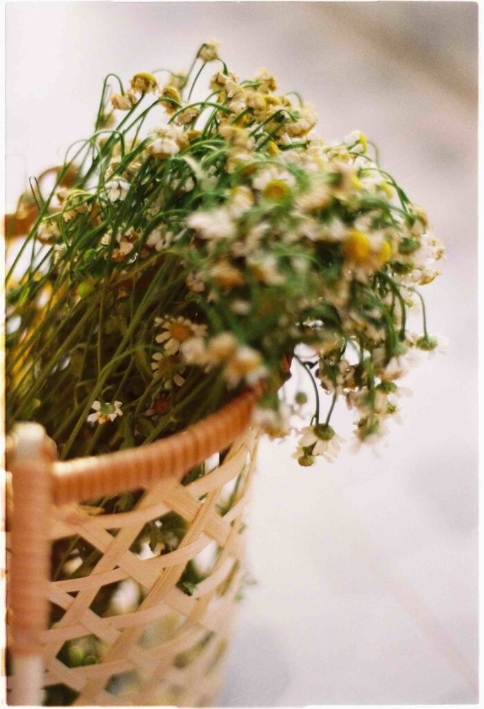 Fleurs de camomille dans un panier de Marcus île de Groix - cosmétique de nos île bretonne