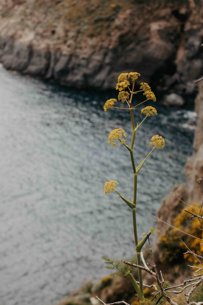 La criste marine de nos île bretonne Plante jaune au bord de la mer