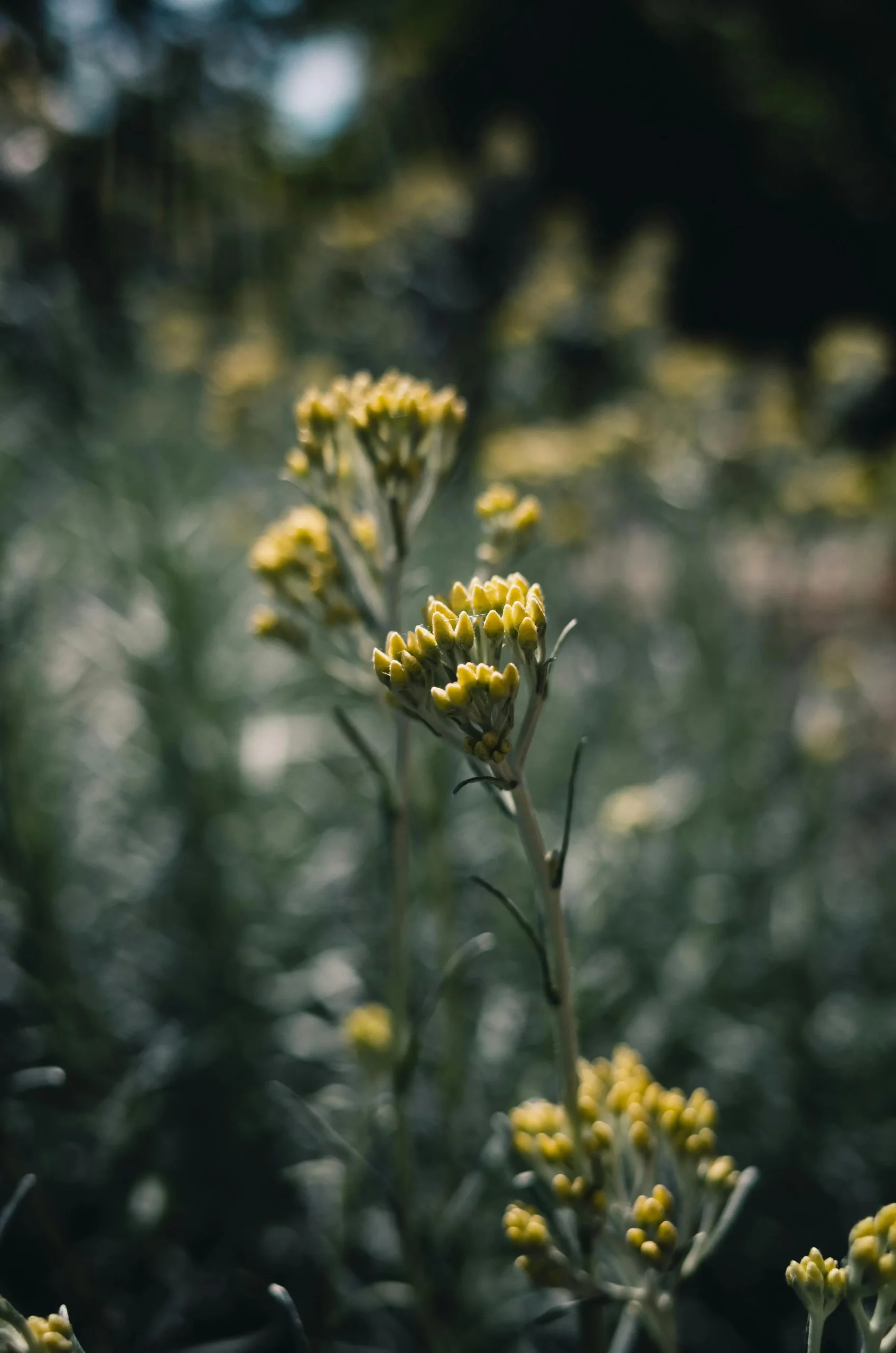 Qu’est ce que l’immortelle ou l’elyrcrise italienne